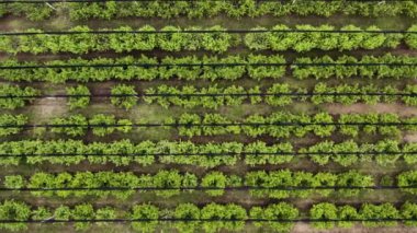 Badem bahçesinde ağaçların tepesinde uçan, dolu koruma ağlarıyla uçan hava görüntüleri.