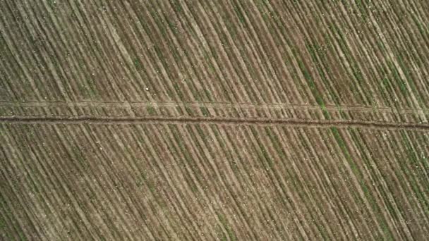 Flying over ploughed, tilled and fresh cultivated wheat field in spring. Top view drone shot of wheat field — Wideo stockowe