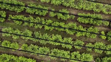 Zekice bir tarım. Badem bahçesindeki ağaç tepelerinin üzerinde uçan, ilkbaharda dolu koruma ağlarıyla havadan geometrik çekim.