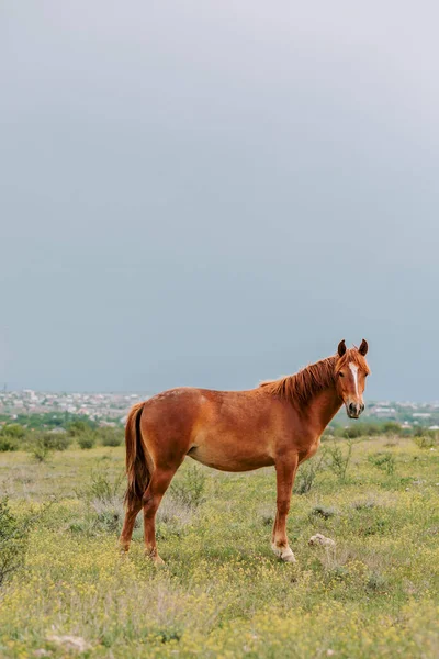 Beautiful brown horse on green pasture looking at camera in a cloudy meadow. Horse grazing before the rain. Peaceful scene with horses