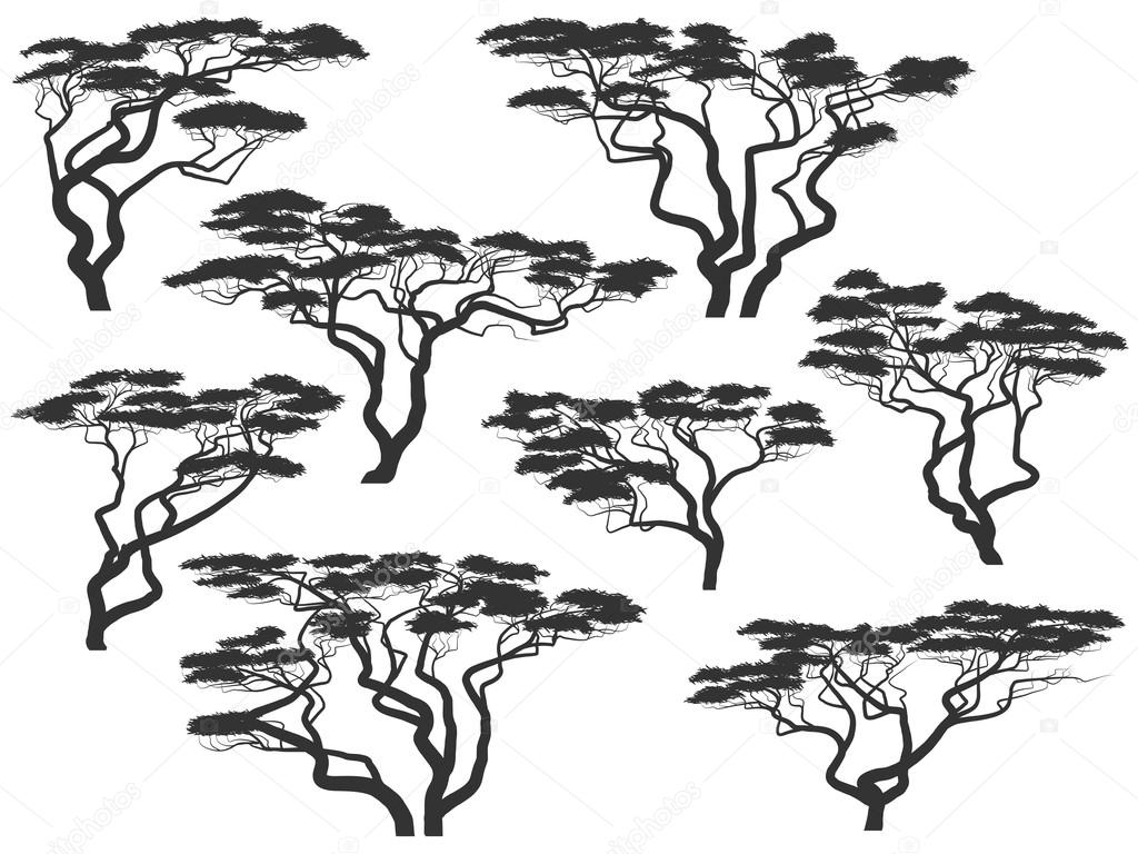 Silhouettes of African acacia trees.