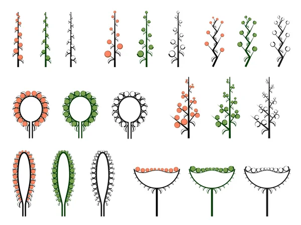 Set of vector different types of inflorescence. — Stock Vector