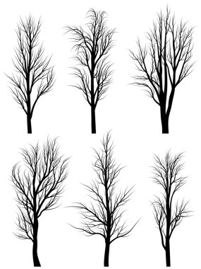 yaprakları olmadan huş ağaçlarının Silhouettes.