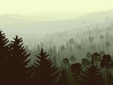 sabah sisin içinde vahşi iğne yapraklı ağaç.