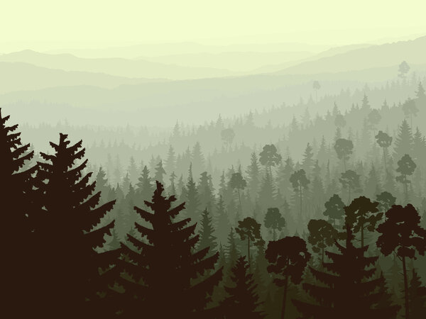 Wild coniferous wood in morning fog.