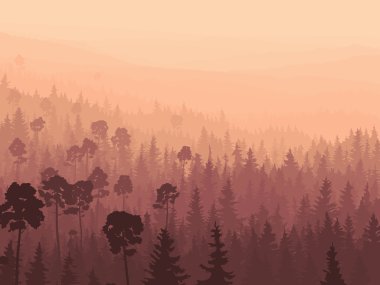 sabah sisin içinde vahşi iğne yapraklı ağaç.