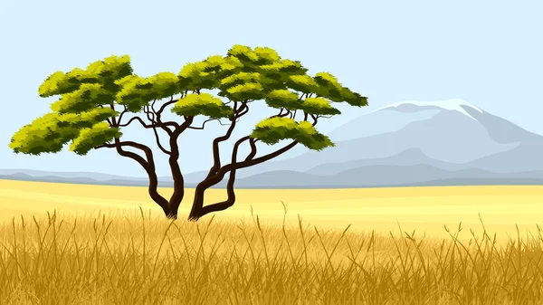 Hierba amarilla y acacia africana . — Vector de stock