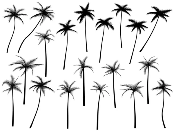 Silhouetten van palmbomen. — Stockvector