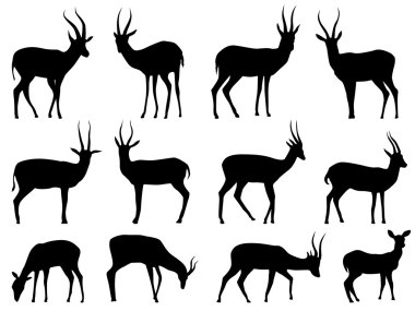Vector silhouettes of antilop ayarla.