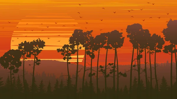 日没で野生の針葉樹木. — ストックベクタ