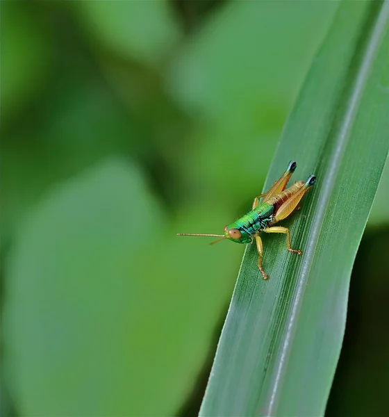 Yaprak üzerinde yeşil çim hopper — Stok fotoğraf