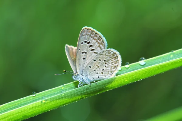 White moth on leaf with dews — Stock Photo, Image