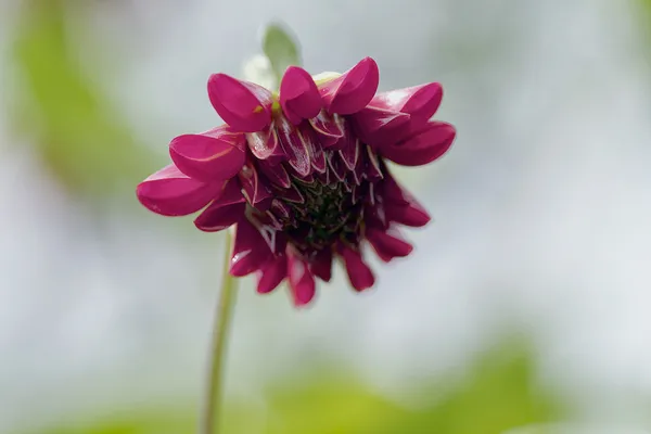 Gotowy kwiat — Zdjęcie stockowe