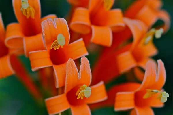 Orange beauty — Stock Photo, Image