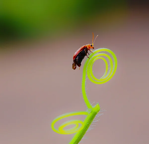 Roter Käfer steigt — Stockfoto