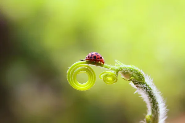 Lady bug out of circle