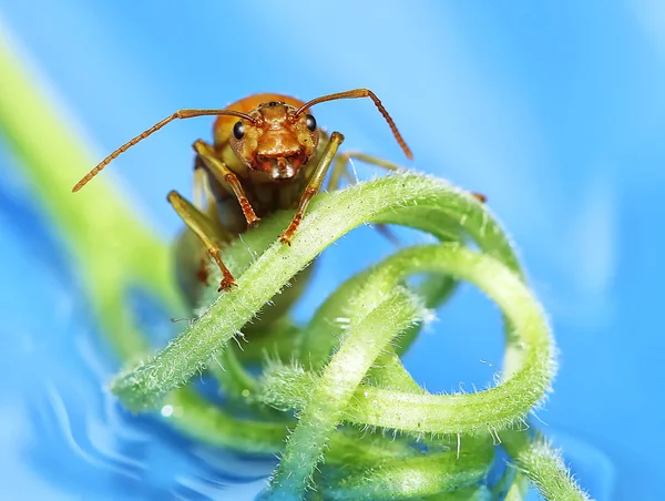 Η βασίλισσα μυρμηγκιών — Φωτογραφία Αρχείου