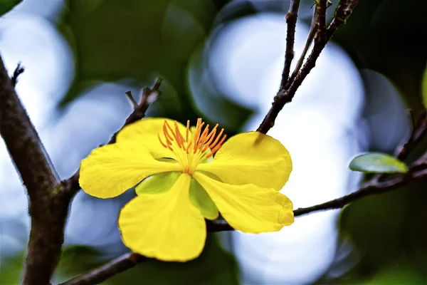 Flor amarilla — Foto de Stock