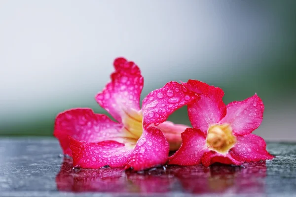 Due fiori con rugiada — Foto Stock