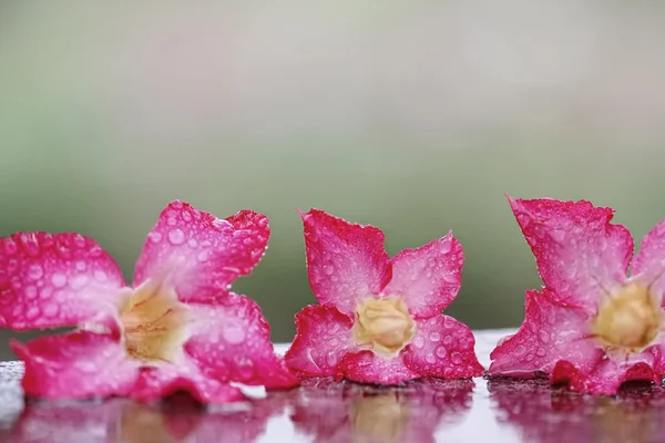 Três flores de beleza — Fotografia de Stock