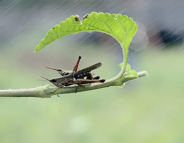 Saltamontes enmarañados bajo la hoja —  Fotos de Stock