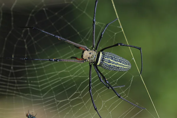 Spider ed è web — Foto Stock