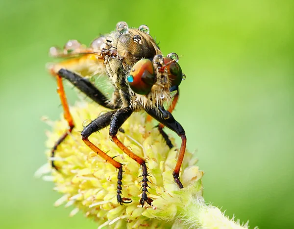 Rebberfly hlava — Stock fotografie