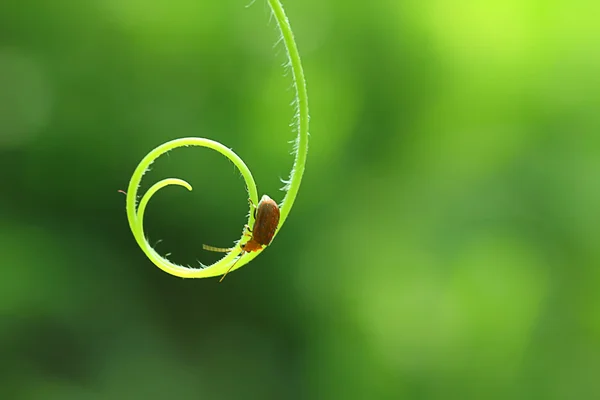 Red bug into the circle — Stock Photo, Image