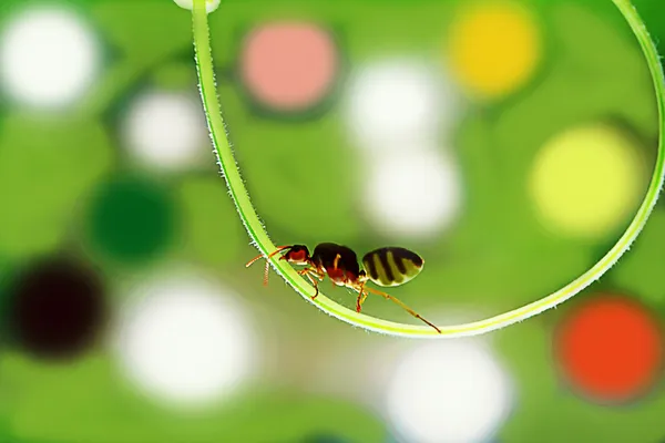 Queen ant and colors — Stock Photo, Image