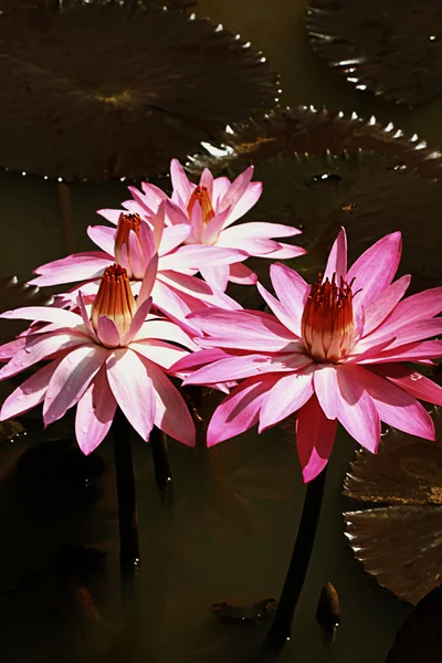 Four lotus in the pool — Stock Photo, Image