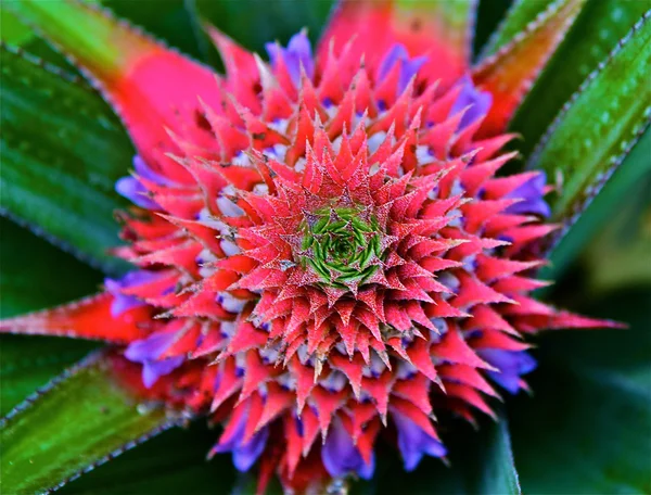 Red pineapple flower and leafs