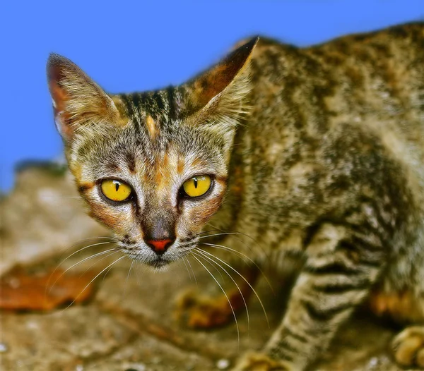 Kočka s zpět zem žlutá bystré oko - modré — Stock fotografie