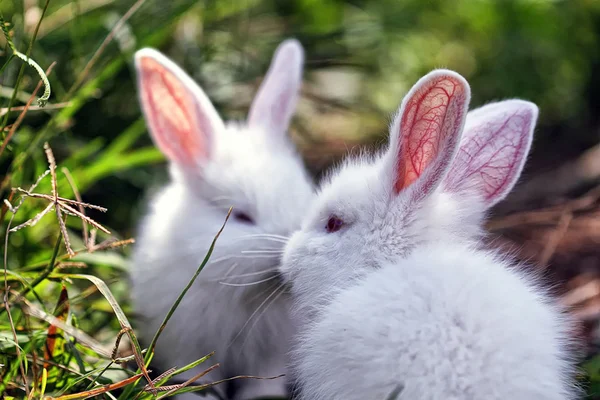 White rabbit kissing in the bushes