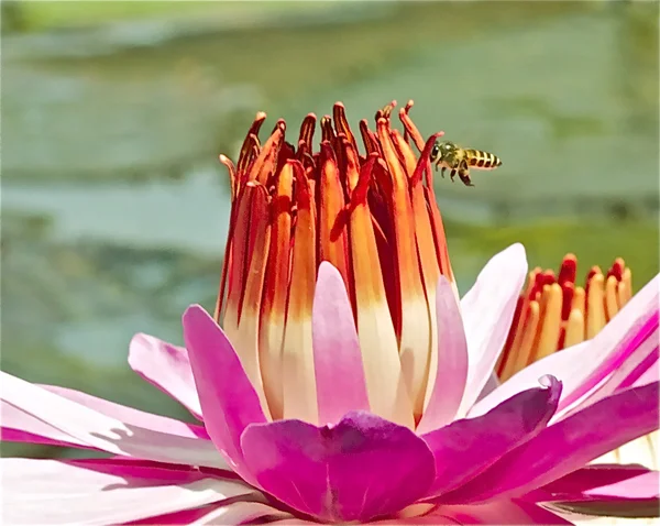 Loto rosa y la abeja — Foto de Stock