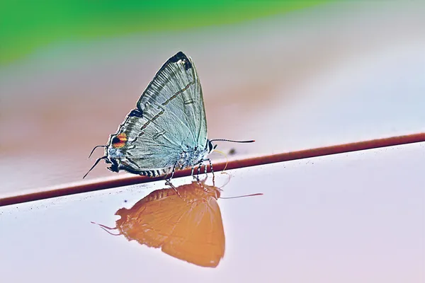 Butterfly reflection on the car — Stock Photo, Image