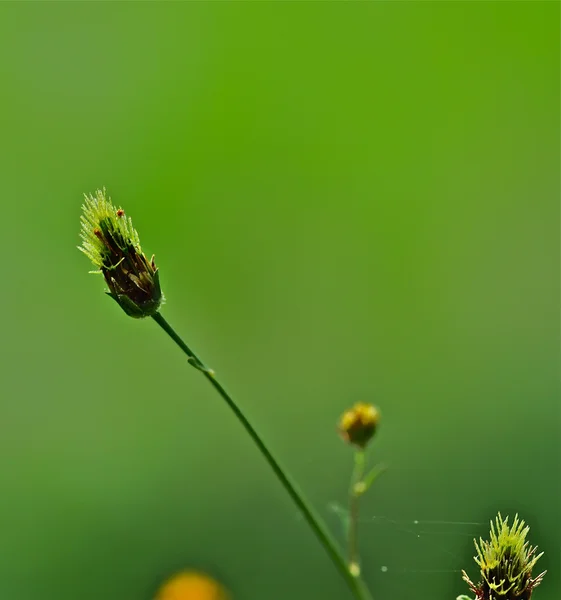 Grasblume, isoliert mit grünem Boden — Stockfoto