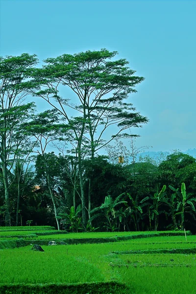 Rýžové pole a stromy — Stock fotografie