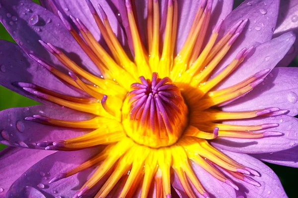 En nära upp rosa Lotus — Stockfoto