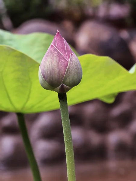 プール内の水ユリの芽 — ストック写真