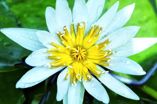 White water lily in the pool — Stock Photo, Image
