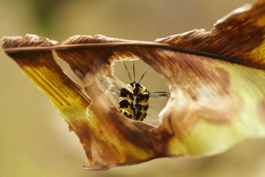Caterpillar muz yaprak delik üzerinde