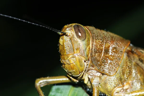 Grasshopper en la oscuridad, fondo negro —  Fotos de Stock