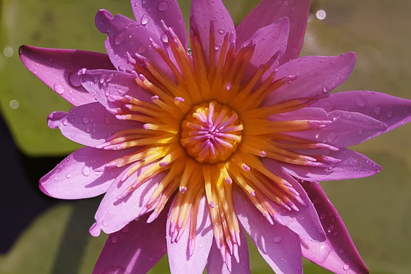 Primer plano rosa lirio de agua — Foto de Stock