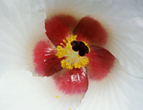 하얀 꽃의 근접 사진 — 스톡 사진