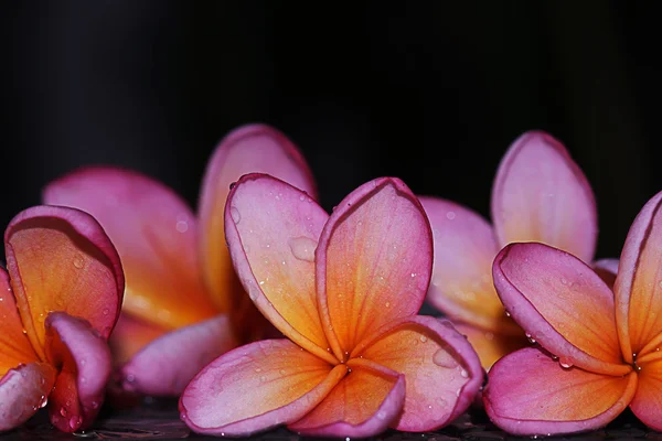 Piękny różowy frangipani — Zdjęcie stockowe