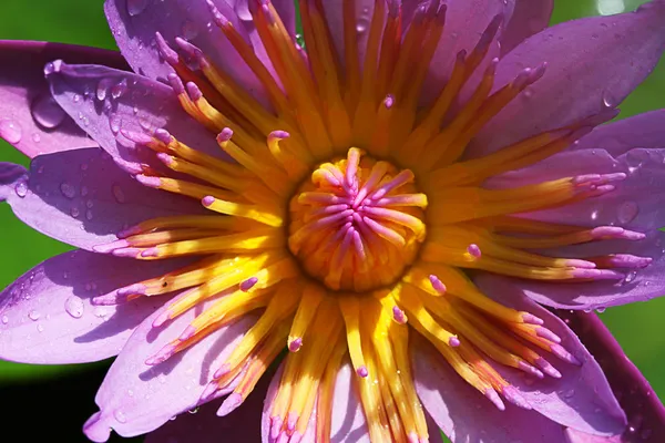 Close up pink water lily flower portrait — Stock Photo, Image