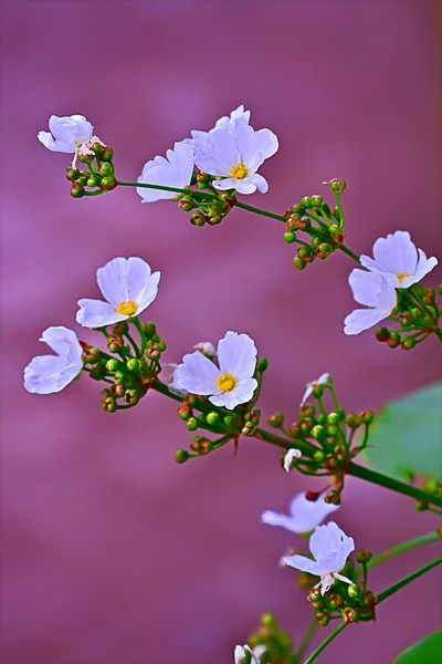 흰색 작은 꽃, 고립 된 핑크 뒤 땅 — 스톡 사진