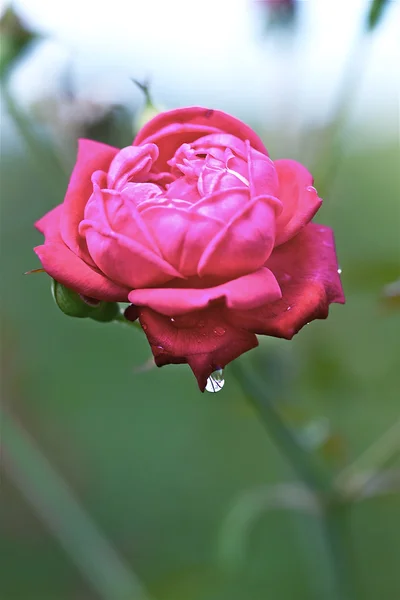 Rose rouge et rosée — Photo