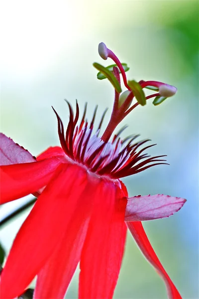 Red flower with green back ground — Stock Photo, Image