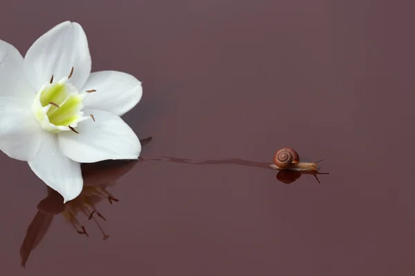 달팽이 흰색 꽃 — 스톡 사진
